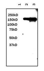 GFP | Green Fluorescent Protein (monoclonal) in the group Tag Antibodies / GFP/YFP/RFP/CFP at Agrisera AB (Antibodies for research) (AS18 4175)
